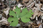 Bloodroot